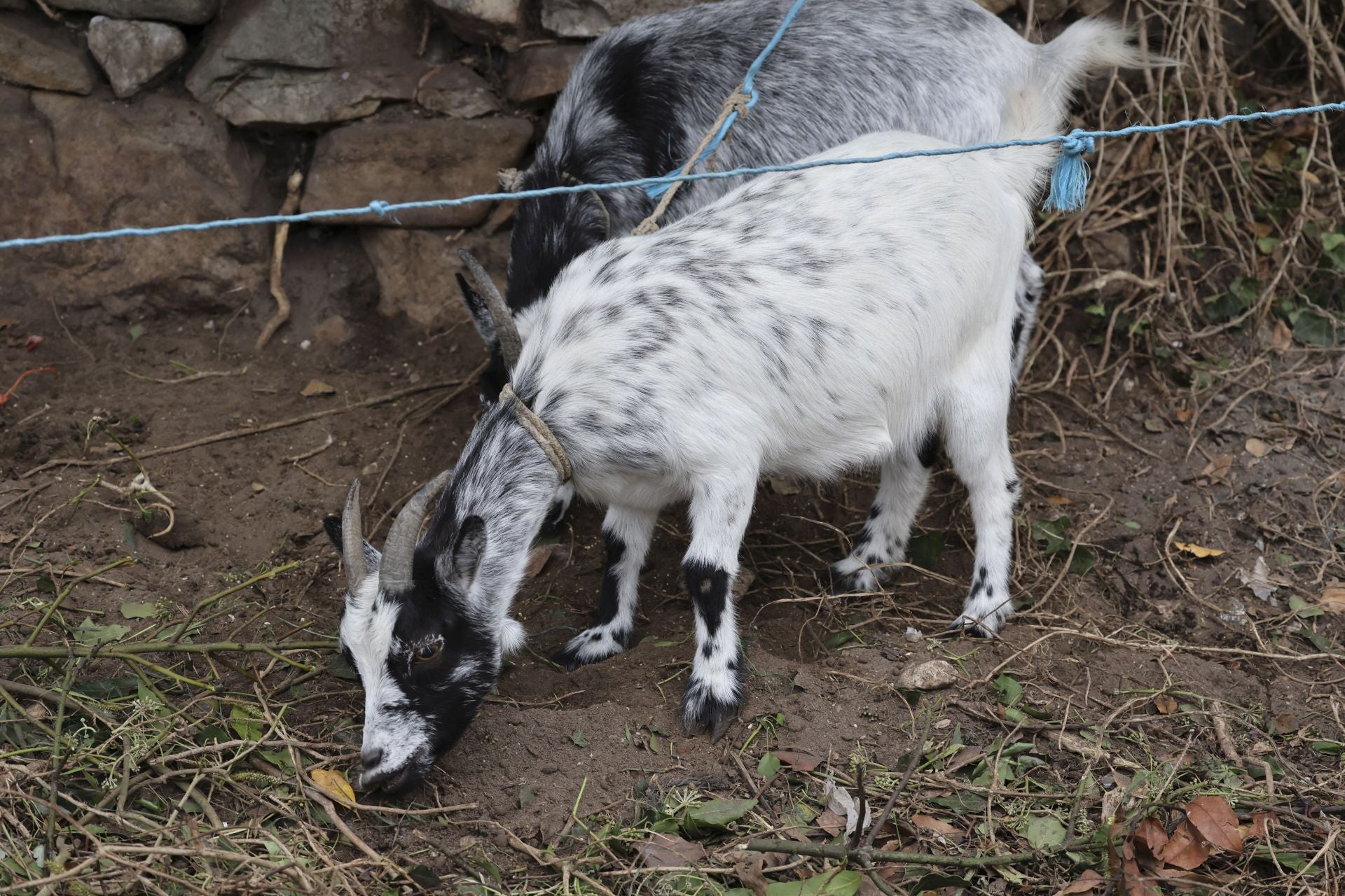 Una muerte tras una paliza en Ribadesella: las imágenes del suceso