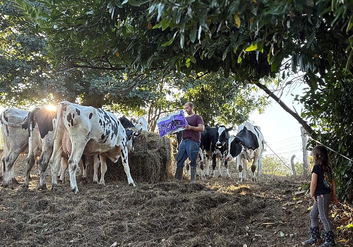Pablo Bueno pone un saco de pienso a sus vacas 'secas' junto con un paquetón de paja en su explotación de Corniella (Tineo), mientras su hija mayor le observa.