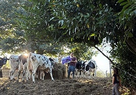 Pablo Bueno pone un saco de pienso a sus vacas 'secas' junto con un paquetón de paja en su explotación de Corniella (Tineo), mientras su hija mayor le observa.