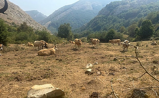 En las brañas de Cerreo (Perlunes, Somiedo) no queda pasto.