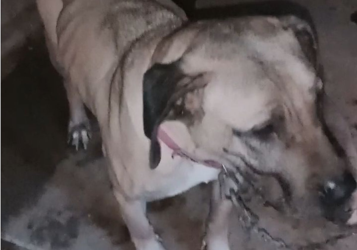 Uno de los perros, atado y muy delgado.