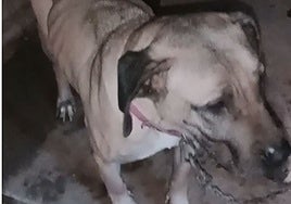 Uno de los perros, atado y muy delgado.