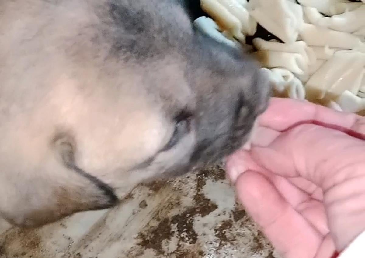 Imagen secundaria 1 - Situación critica, «sin luz ni comida», de dos perros adultos y cinco cachorros en Morcín