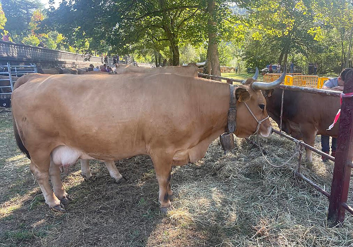 Uno de los ejemplares de Ganadería Hortal, en la feria de San Martín del Rey Aurelio