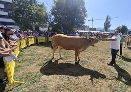 Una de las presentaciones de reses participantes en el Concurso Exposición de Ganado de las Fiestas del Portal, en Villaviciosa