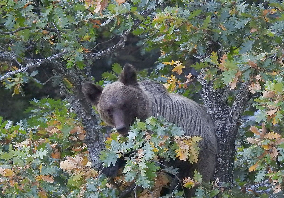 Un oso se alimenta de frutos en un bosque de Asturias.