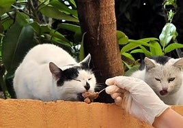 Una persona alimenta a gatos callejeros.