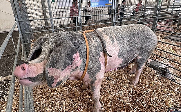 Dumba, la mejor gocha del certamen sierense.