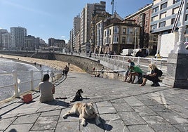 Perros disfrutando del sol en la rampa de la escalera 2 de la playa de San Lorenzo.