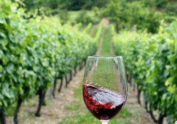 Enoturismo en Asturias: experiencias para conocer el Vino de Cangas y la viticultura heroica