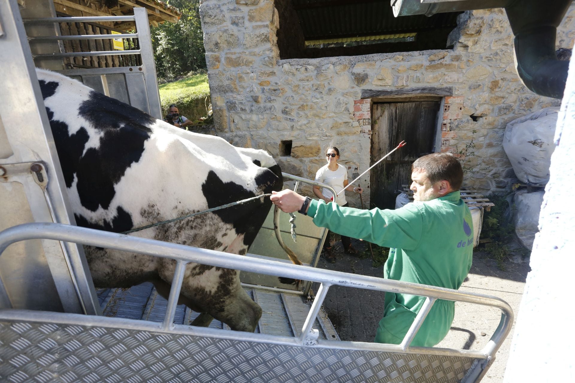 Requisan los animales del ganadero asesinado en Ribadesella, desatendidos por la viuda