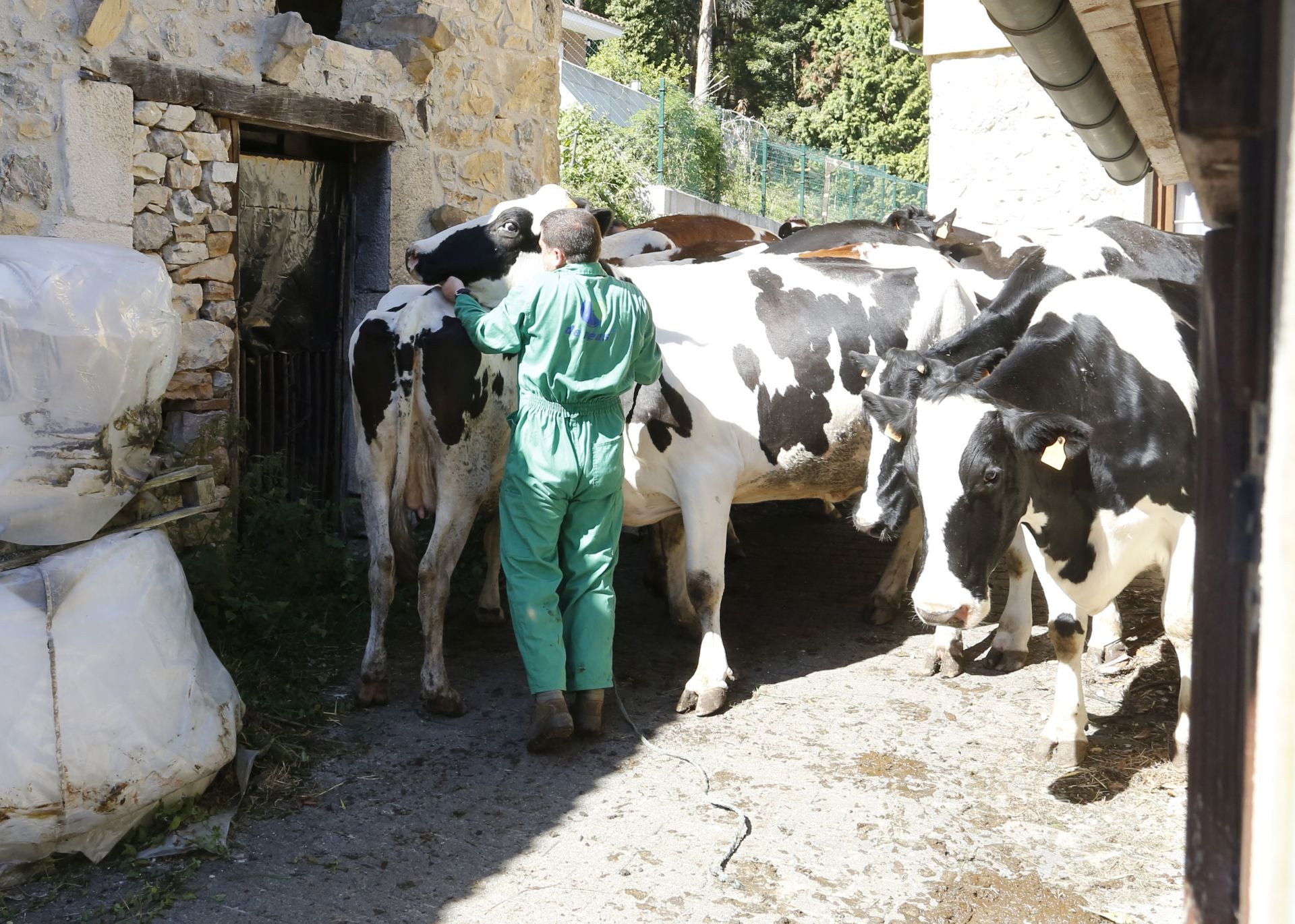 Requisan los animales del ganadero asesinado en Ribadesella, desatendidos por la viuda