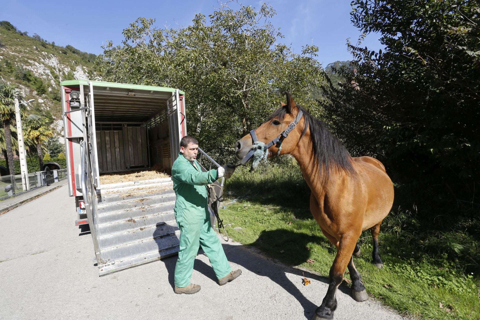 Requisan los animales del ganadero asesinado en Ribadesella, desatendidos por la viuda