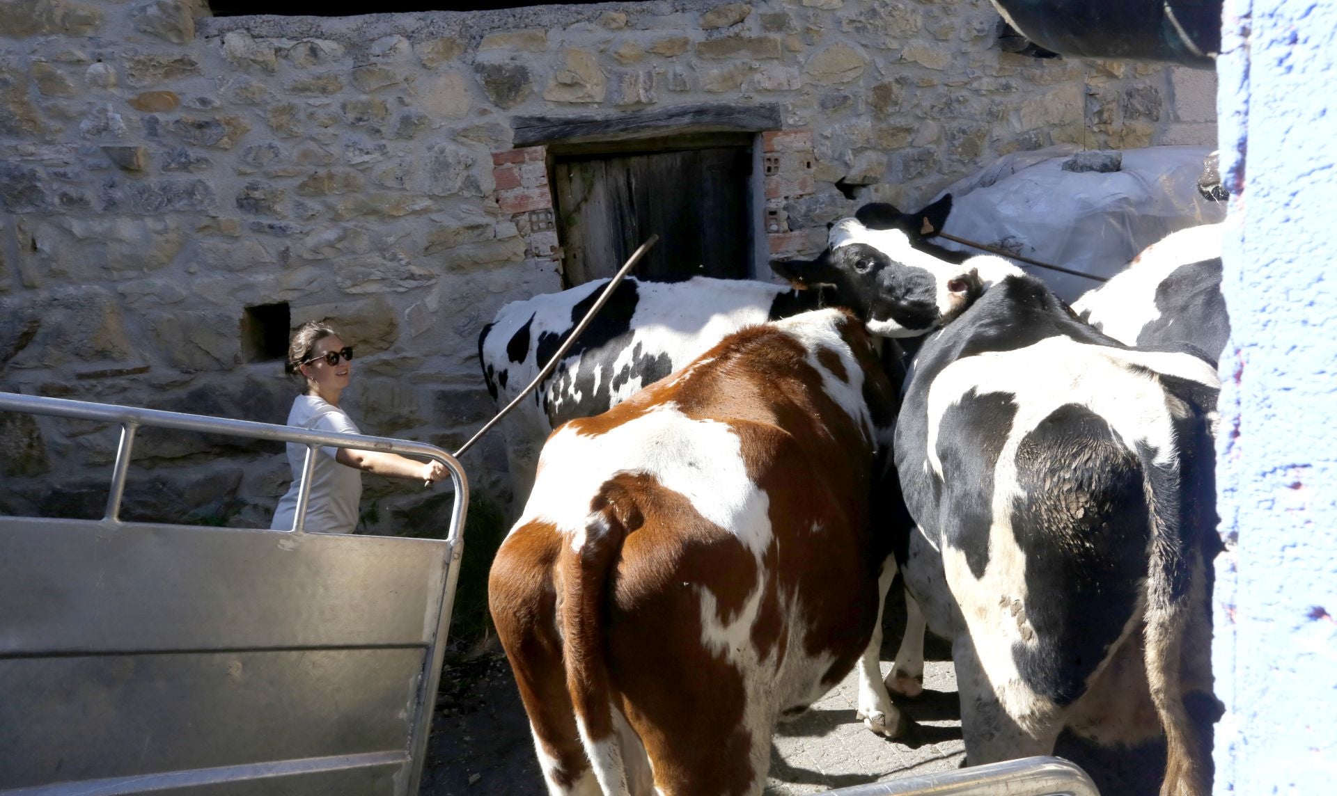 Requisan los animales del ganadero asesinado en Ribadesella, desatendidos por la viuda
