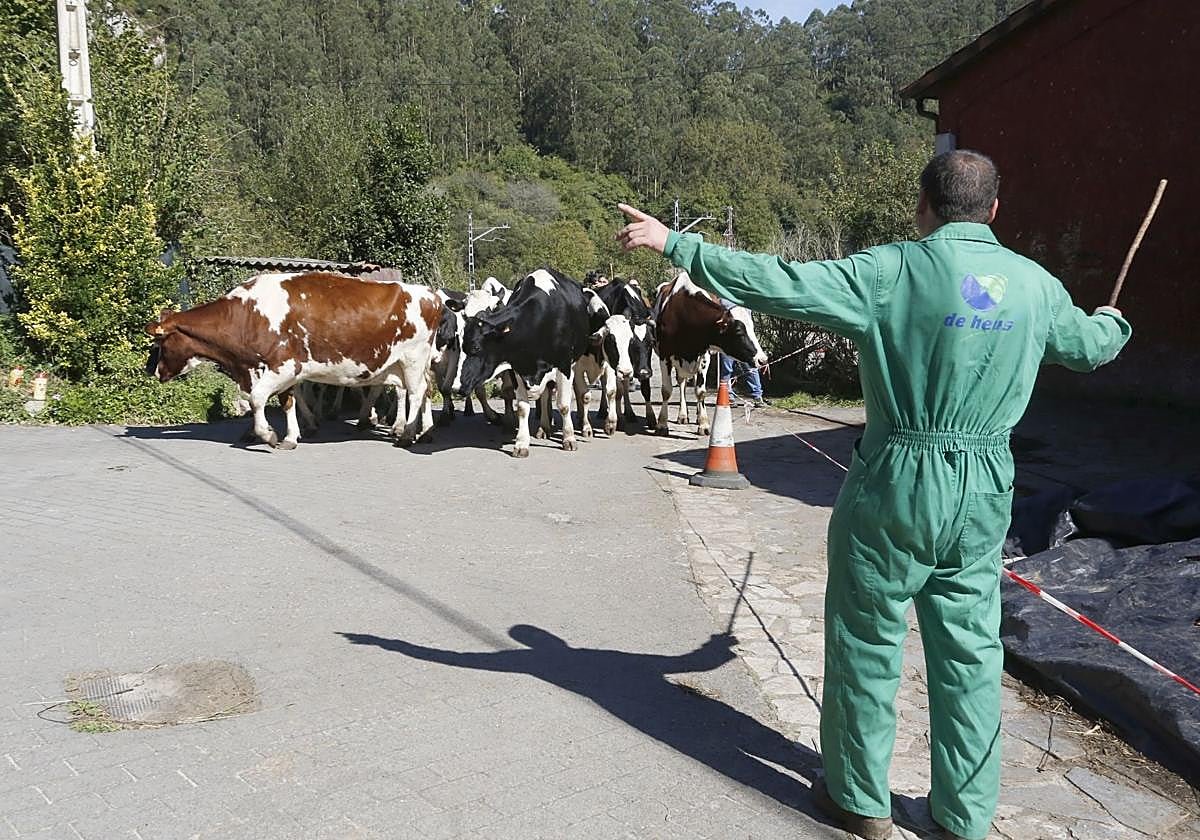 Requisan los animales del ganadero asesinado en Ribadesella, desatendidos por la viuda