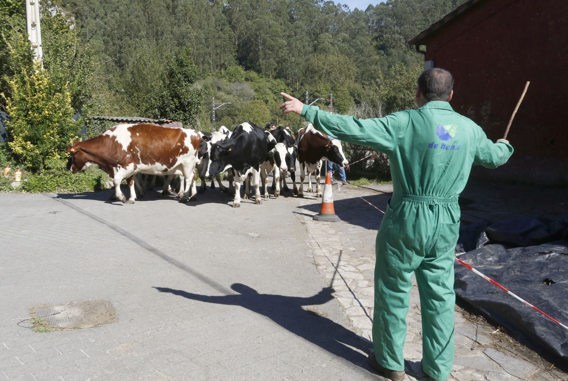 Requisan los animales del ganadero asesinado en Ribadesella, desatendidos por la viuda