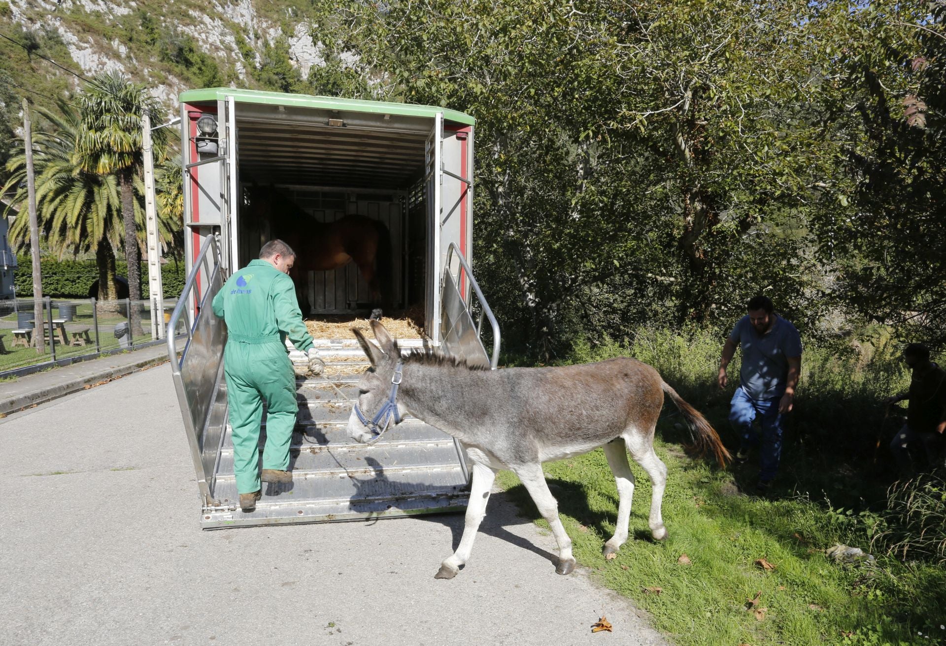 Requisan los animales del ganadero asesinado en Ribadesella, desatendidos por la viuda