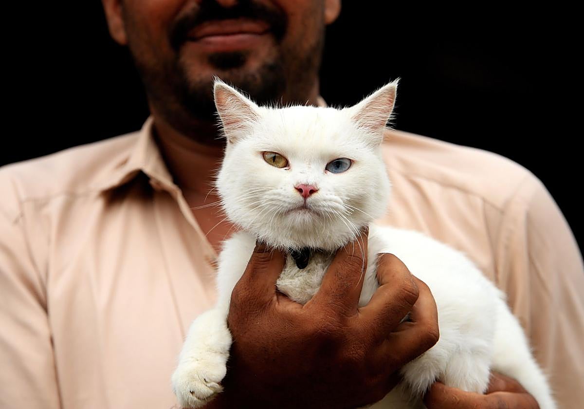 Los gatos pueden reducir la sensación de soledad y ofrecen compañía constante.