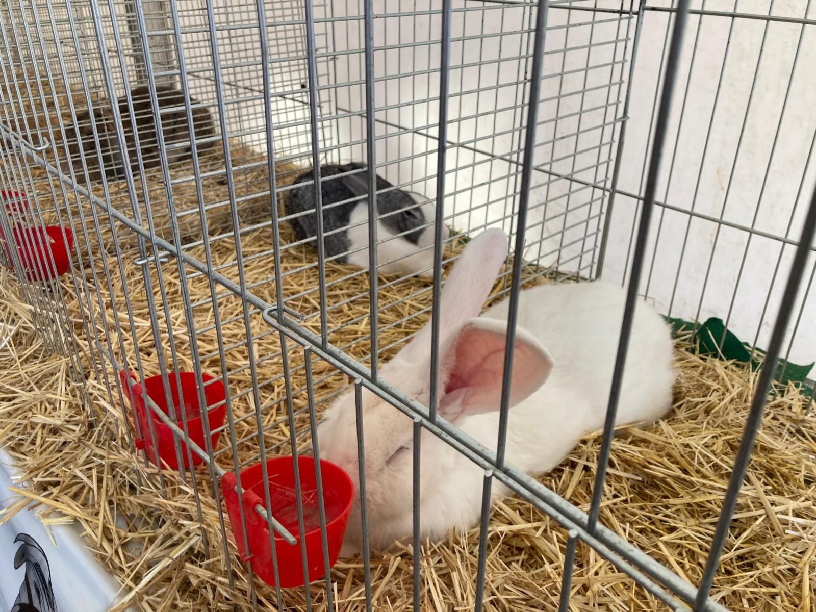 El Festival de la Avellana de Piloña, en imágenes