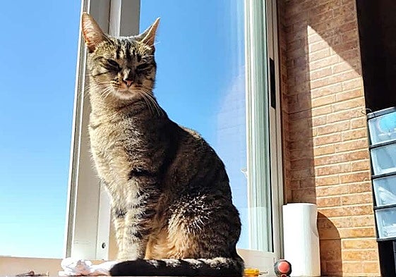 Una gata parpadea lentamente mientras disfruta del sol.