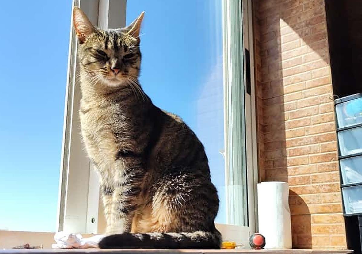 Una gata parpadea lentamente mientras disfruta del sol.