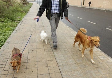 Un hombre pasea a tres perros.