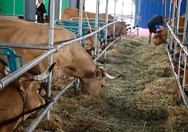 La Muestra de la Raza Asturiana de los Valles de Cangas del Narcea gana en animales