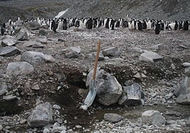 Pingüinera en la Antártida.