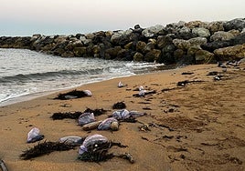 Carabelas portuguesas en la playa de Luanco, Gozón.