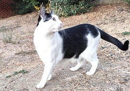 Un gato con su bolsa primordial visible.
