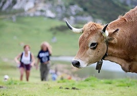 Cataluña ya ha comenzado la campaña de vacunación de emergencia con 15.000 dosis de vacuna.