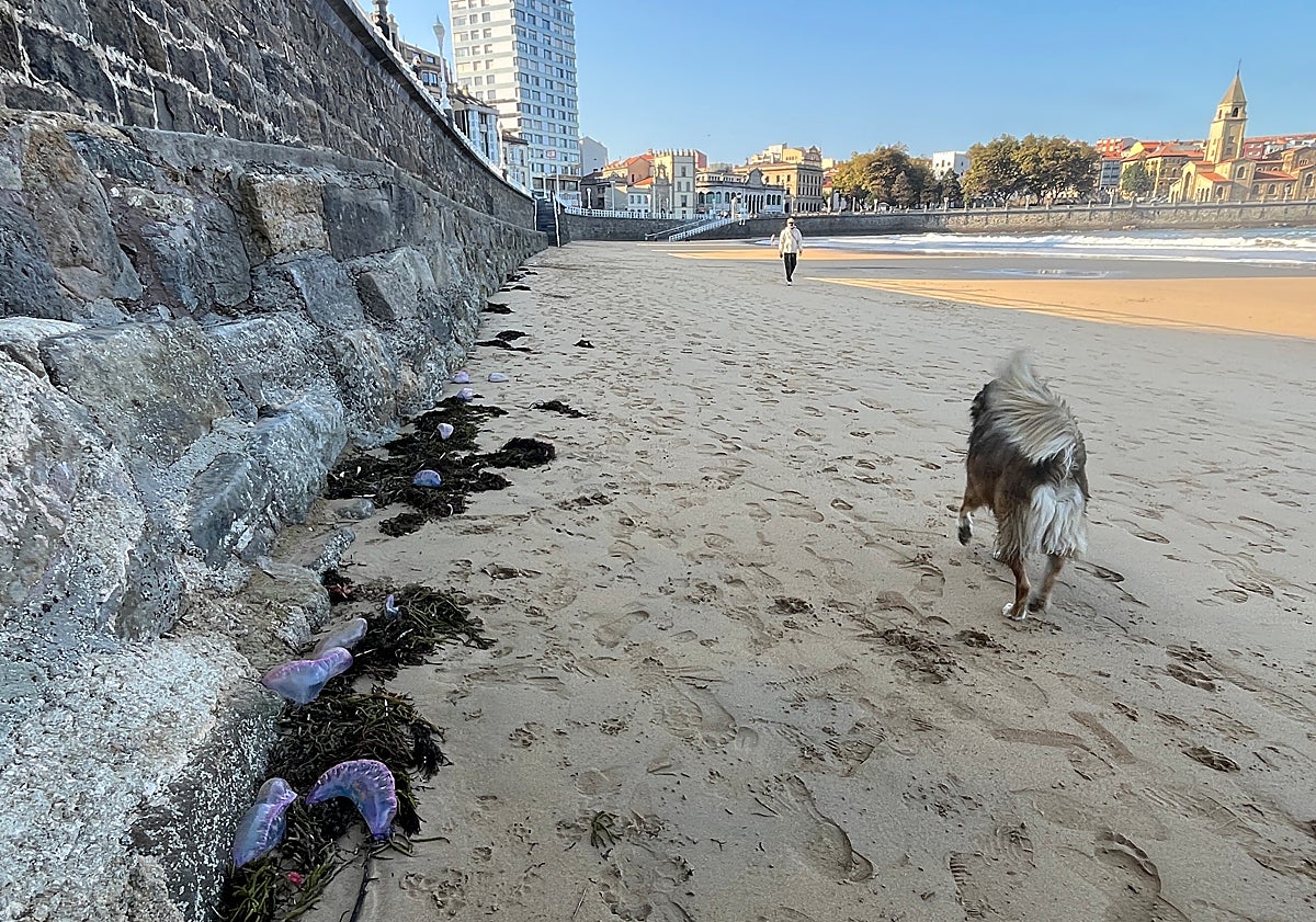 Imagen principal - Carabelas portuguesas en el arenal de San Lorenzo.