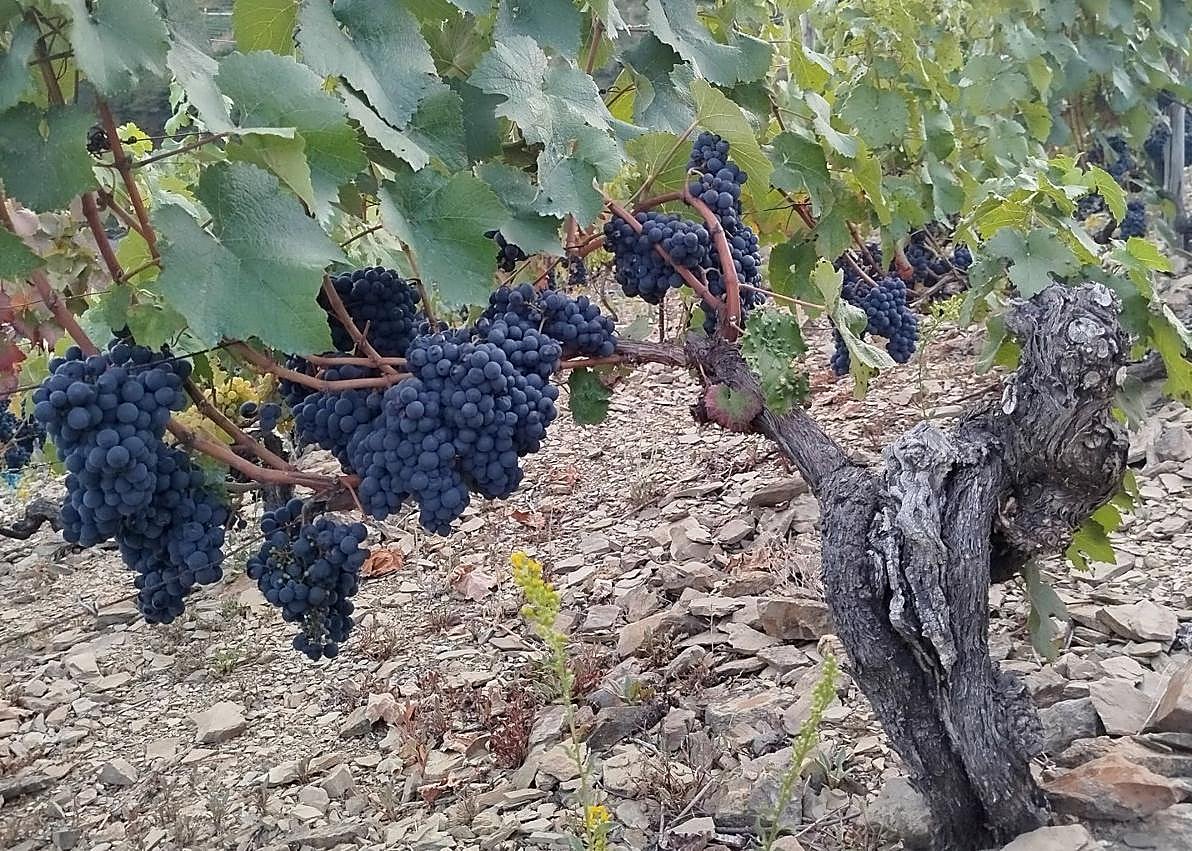 Imagen secundaria 1 - Una viña, cargada de uva tinta y una plantación del suroccidente asturiano, donde se practica la viticultura heroica. 