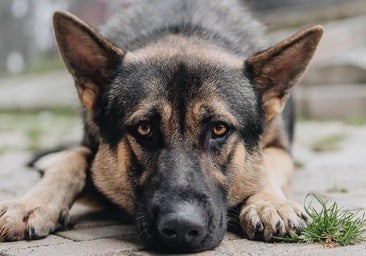 Un centenar de perros y gatos buscan hogar en Gijón