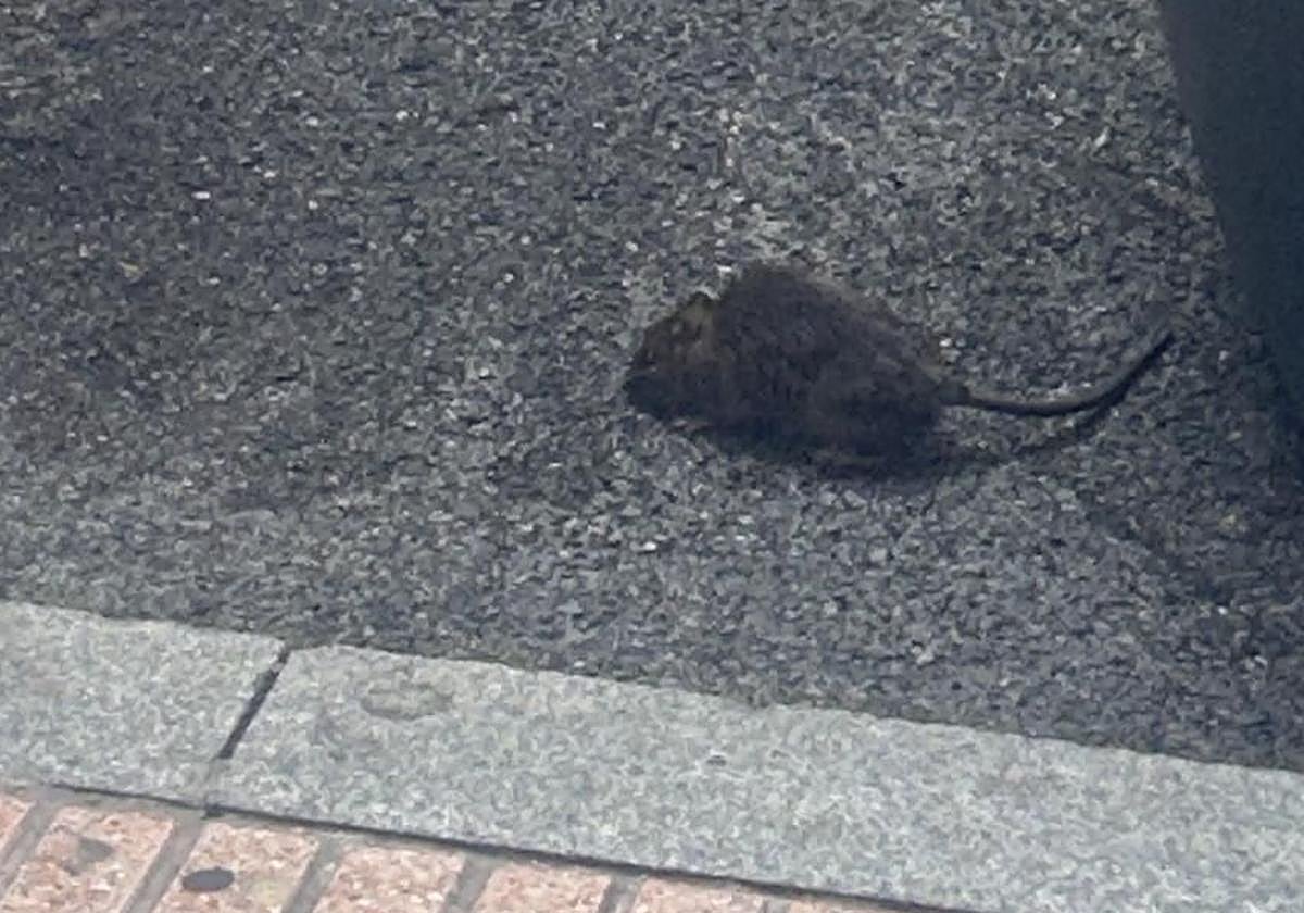 Una rata, entre dos contenedores de la calle Dindurra de Gijón.