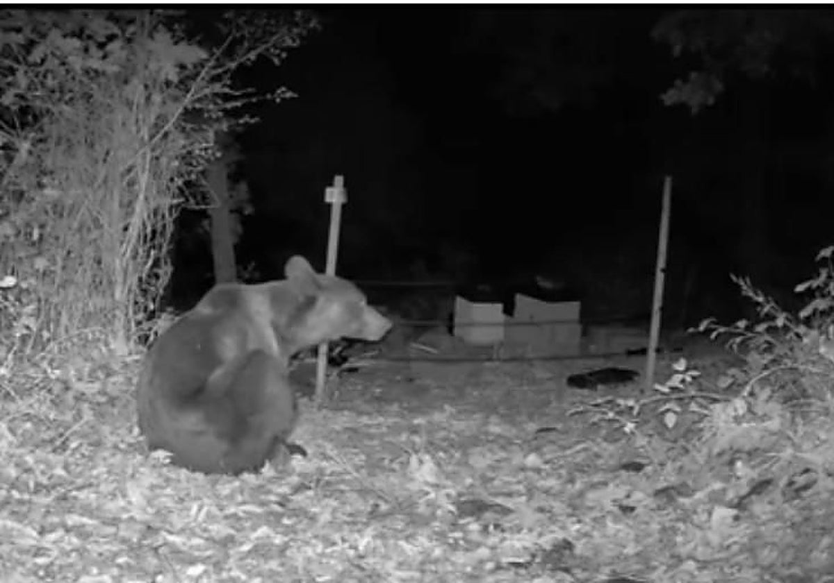 Un oso, junto al colmenar de Álvaro Queipo, en Cangas del Narcea.