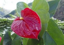 Anturio o flor de flamenco 