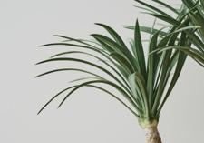 Dracena 