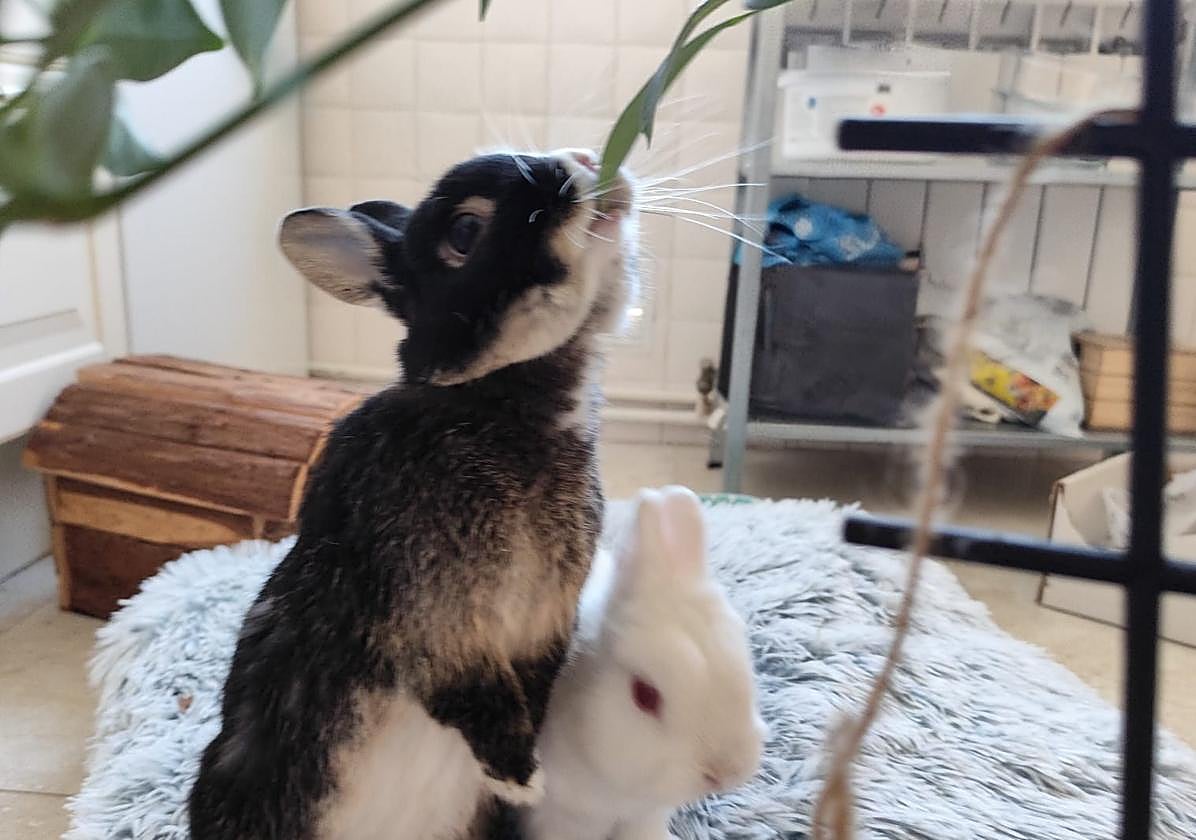 Un conejo intenta comer una planta de interior.