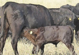 Vacas afectadas por la dermatosis nodular contagiosa.