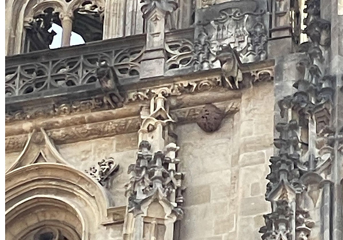 Imagen principal - Las velutinas anidan en la torre de la Catedral
