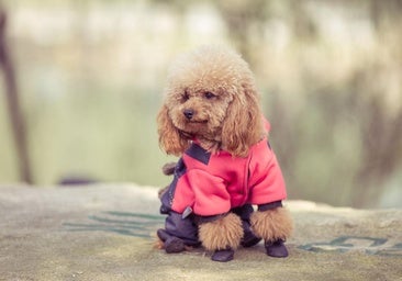 Todo lo que debes tener en cuenta para abrigar a tu perro con la llegada del frío y la lluvia