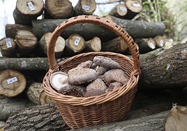 Durante el Festival de Otoño de Belmonte se podrán realizar visitas guiadas a Shii-Astur, dedicada a la producción de setas shiitake.