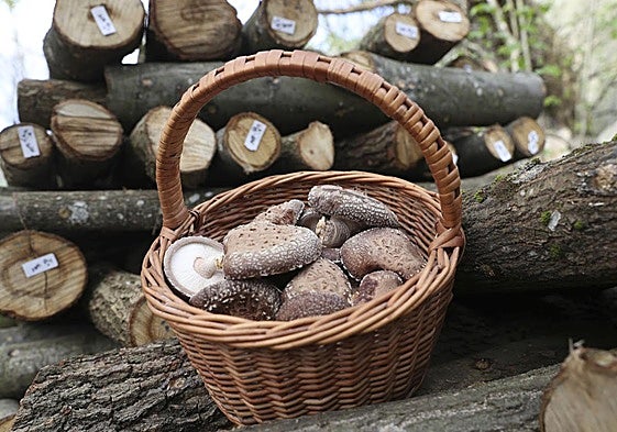 Durante el Festival de Otoño de Belmonte se podrán realizar visitas guiadas a Shii-Astur, dedicada a la producción de setas shiitake.