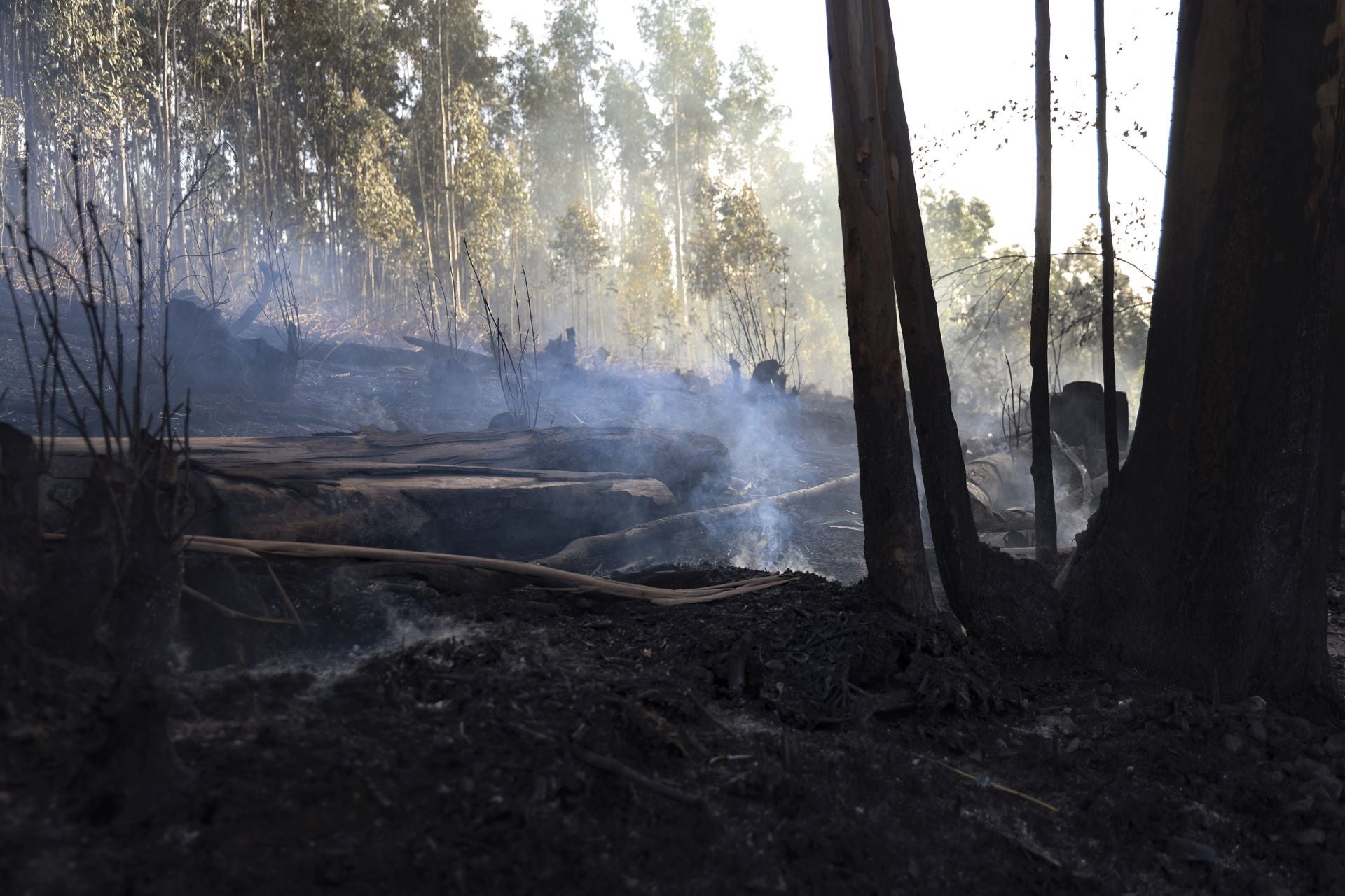Así amaneció el Monte Areo, en Gijón: las desoladoras imágenes que deja el incendio