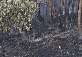 Así amaneció el Monte Areo, en Gijón: las desoladoras imágenes que deja el incendio