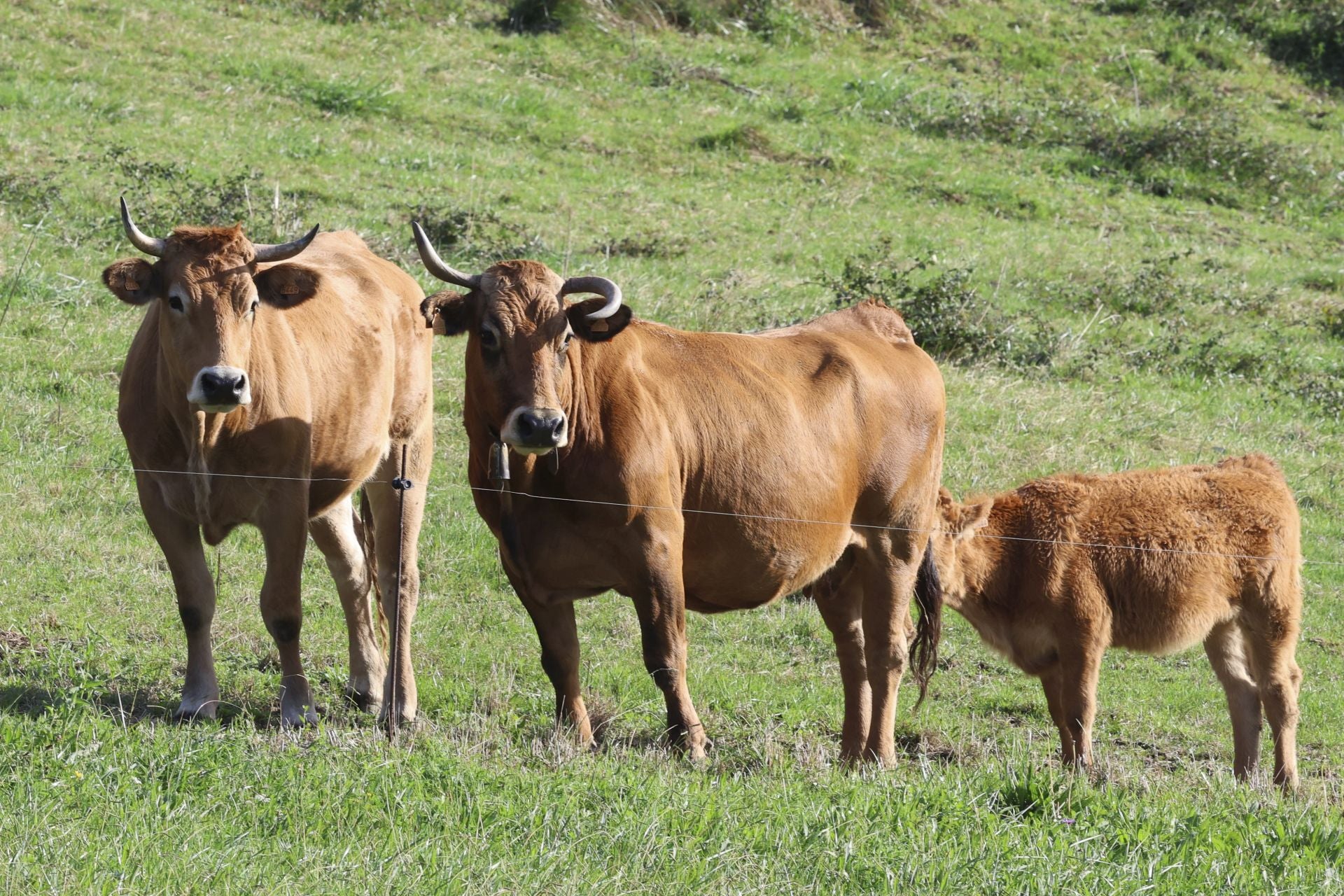 Así amaneció el Monte Areo, en Gijón: las desoladoras imágenes que deja el incendio