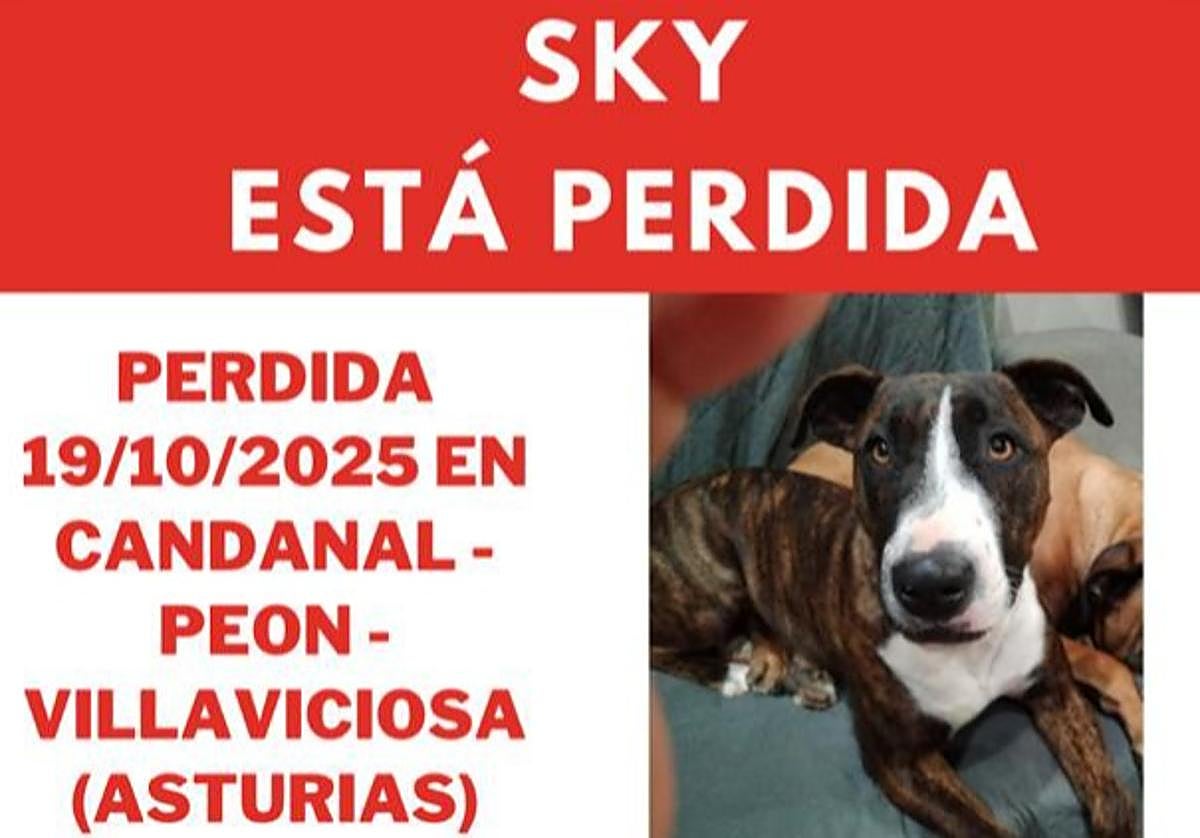 Localizan a 'Sky', una perra mestiza de bull terrier que desapareció en Villaviciosa