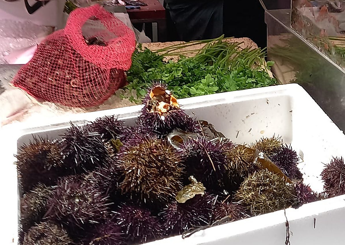 Imagen secundaria 1 - Primer plano de los oricios, de tonos pardos y morados y talla pequeña y mediana, en Semar, en el Mercado del Sur, de Gijón.