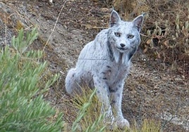 El lince ibérico blanco fotografiado en las sierras de Jaén.